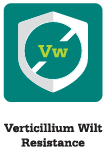 card-top-icon