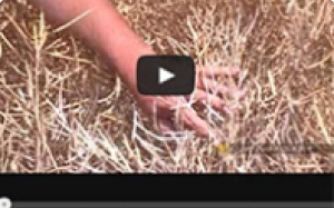 videos-preview